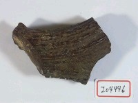 藏品(鹿角)的圖片